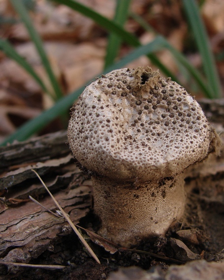 prášnica Lycoperdon sp.