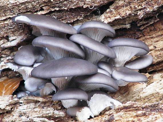 hliva ustricovitá Pleurotus ostreatus (Jacq.) P. Kumm.