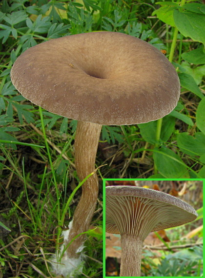 strmulica čiaškovitá Pseudoclitocybe cyathiformis (Bull.) Singer