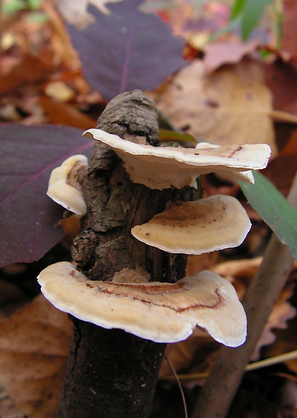 trúdnikovec pásikavý Trametes ochracea (Pers.) Gilb. & Ryvarden