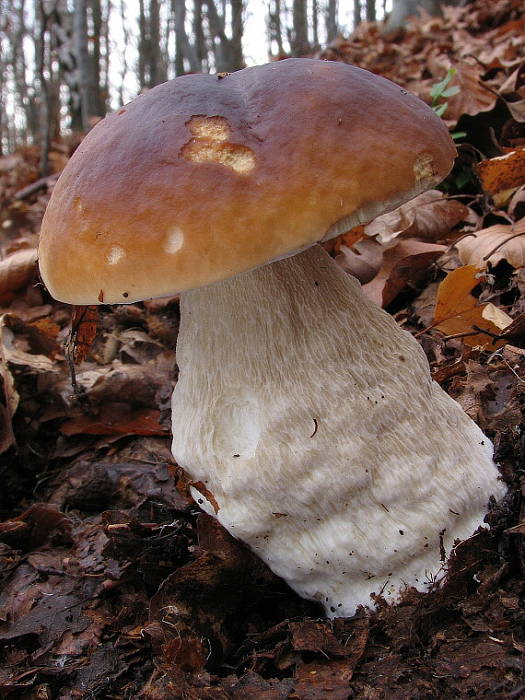 hríb smrekový Boletus edulis Bull.