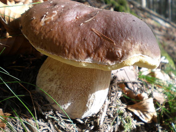 hríb smrekový Boletus edulis Bull.