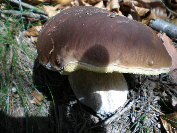 hríb smrekový Boletus edulis Bull.