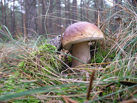 hríb smrekový Boletus edulis Bull.