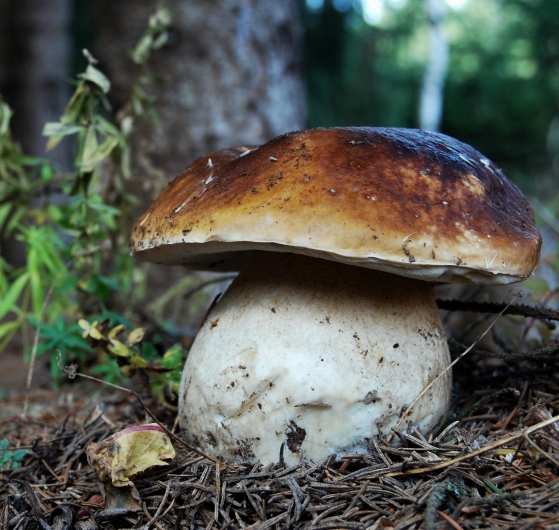 hríb smrekový Boletus edulis Bull.