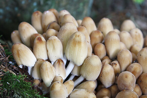 hnojník ligotavý Coprinellus micaceus (Bull.) Vilgalys, Hopple & Jacq. Johnson