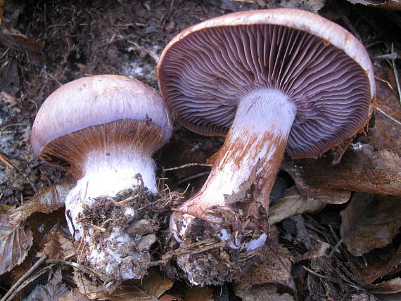 pavučinovec modrý ? Cortinarius coerulescens?