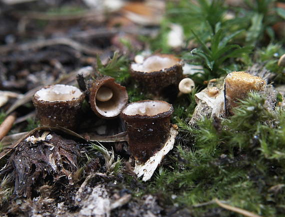 čiaškovec hladký  Cyathus olla (Batsch) Pers.