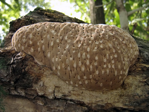 práchnovček pásikavý Fomitopsis pinicola (Sw.) P. Karst.