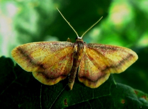 piadica červená Idaea muricata