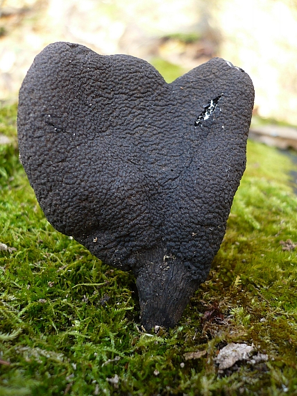 drevnatec kyjakovitý Xylaria polymorpha (Pers.) Grev.