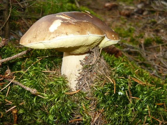 hrib smrekovy Boletus edulis Bull.