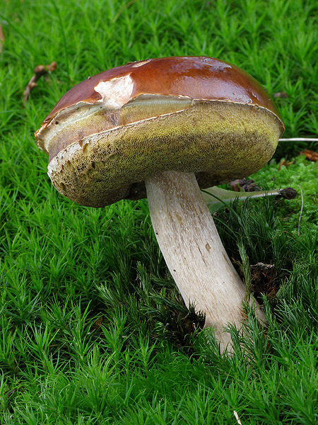 hríb smrekový Boletus edulis Bull.