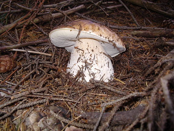 hríb smrekový Boletus edulis Bull.