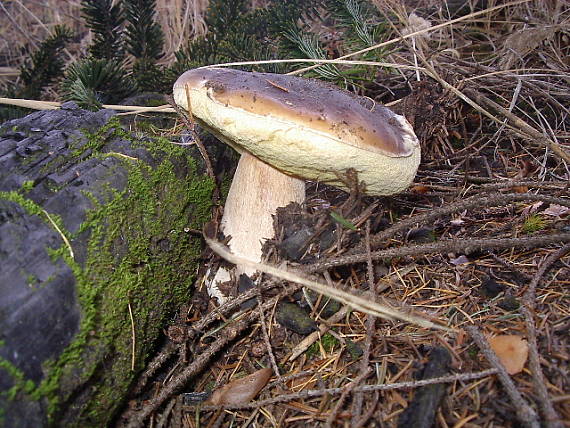 hríb smrekový Boletus edulis Bull.