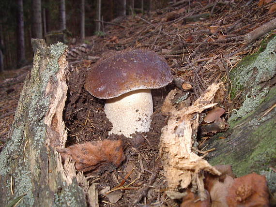 hríb smrekový Boletus edulis Bull.