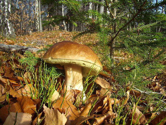 hríb smrekový Boletus edulis Bull.