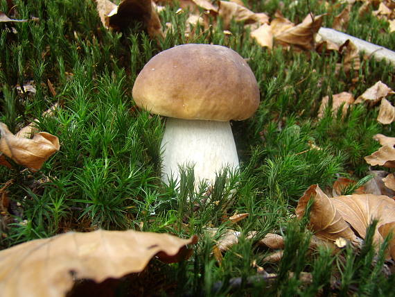 hríb smrekový Boletus edulis Bull.