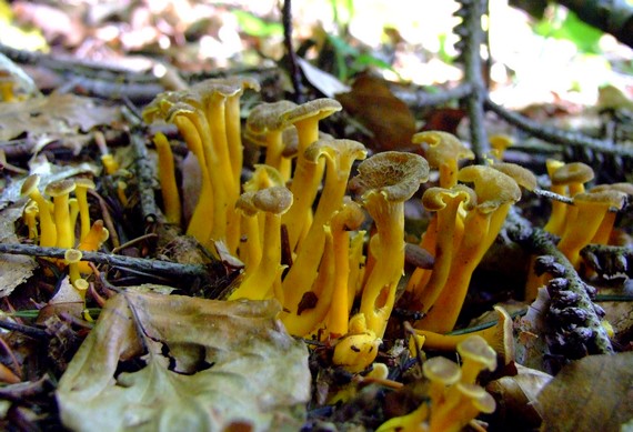 kuriatko žltohnedé Cantharellus lutescens Fr.