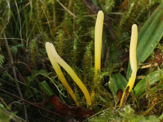 pakonárovka Clavulinopsis sp.