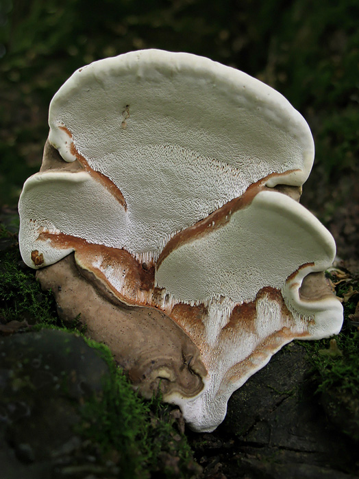 lesklokôrovka plochá Ganoderma applanatum (Pers.) Pat.