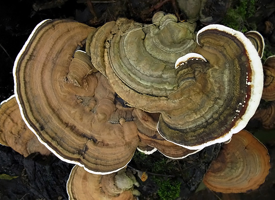 lesklokôrovka plochá Ganoderma applanatum (Pers.) Pat.