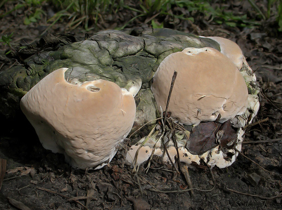 lesklokôrovka plochá Ganoderma applanatum (Pers.) Pat.