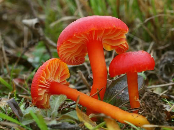 lúčnica šarlátová Hygrocybe coccinea (Schaeff.) P. Kumm.