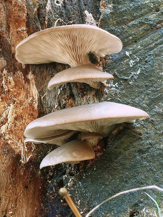 hliva Pleurotus sp.