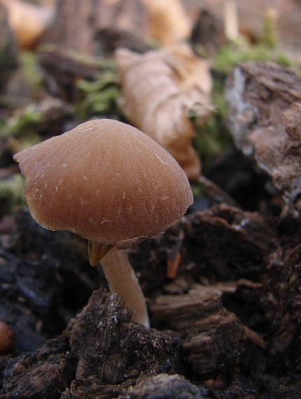 drobuľka Psathyrella sp.