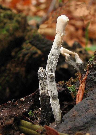 drevnatec Xylaria sp.