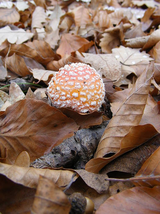 muchotrávka červená Amanita muscaria (L.) Lam.