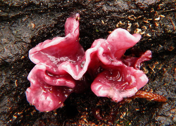 vrtidlovka Ascocoryne sp.