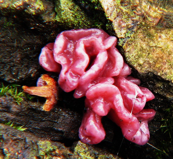 vrtidlovka Ascocoryne sp.