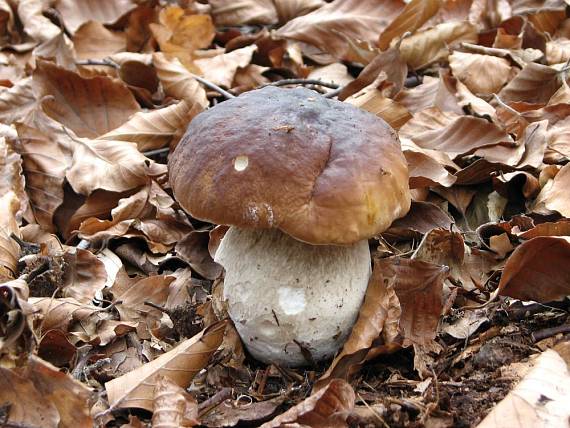 hríb smrekový Boletus edulis Bull.