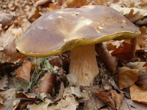 hríb smrekový Boletus edulis Bull.