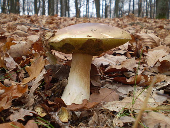 hríb smrekový Boletus edulis Bull.