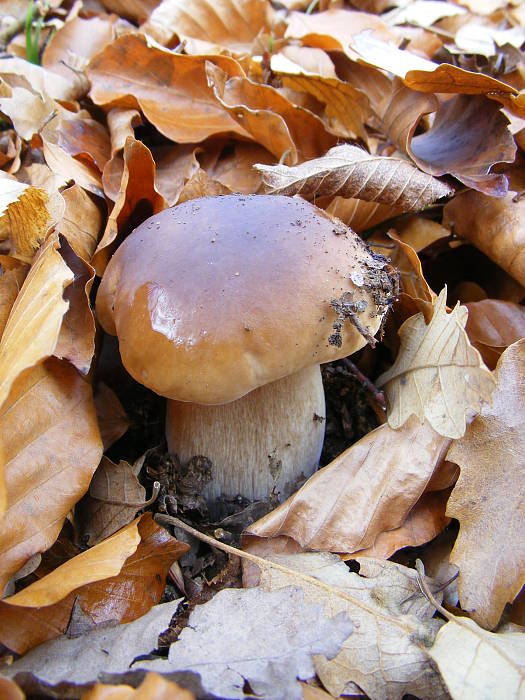 hríb smrekový Boletus edulis Bull.