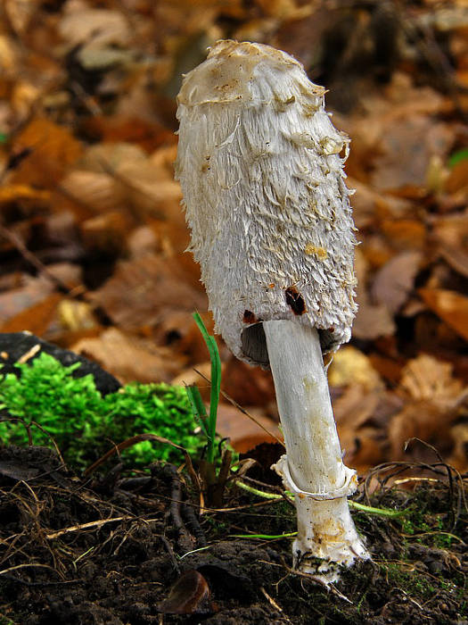 hnojník obyčajný Coprinus comatus (O.F. Müll.) Pers.