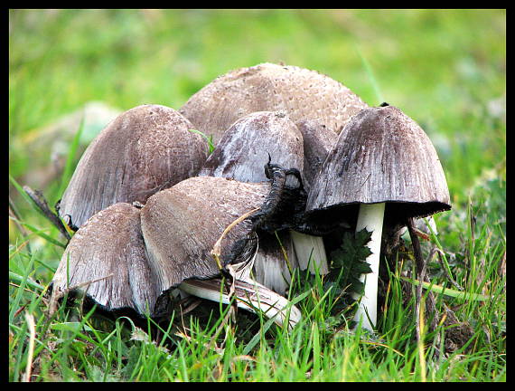 hnojník Coprinus sp.