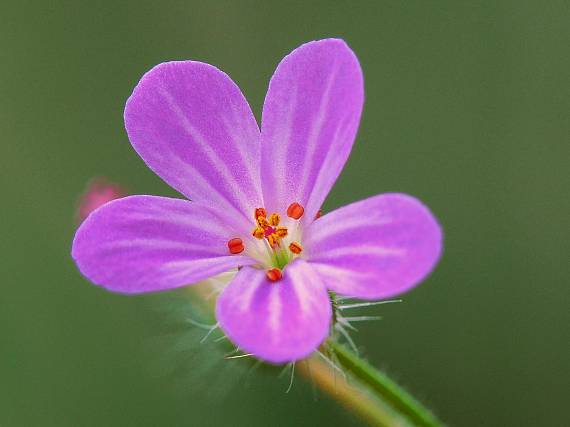 pakost smradľavý Geranium robertianum L.