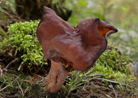 ušiak mitrovitý Gyromitra infula (Schaeff.) Quél.