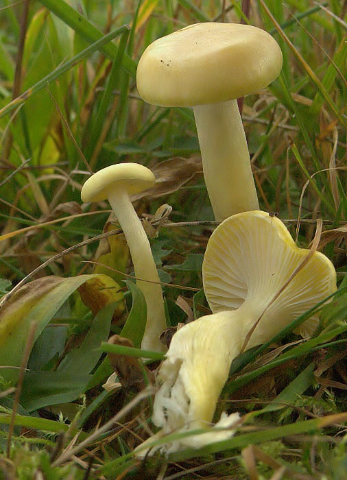 šťavnačka smrekovcová Hygrophorus lucorum Kalchbr.