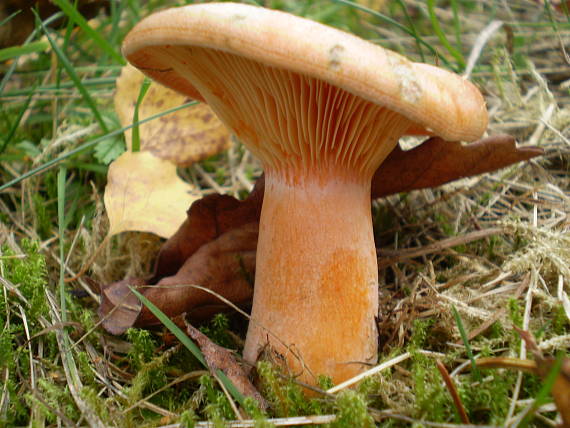 rýdzik smrekový Lactarius deterrimus Gröger