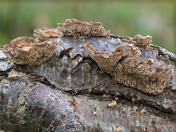 lupeňovka brezová Lenzites betulina (L.) Fr.