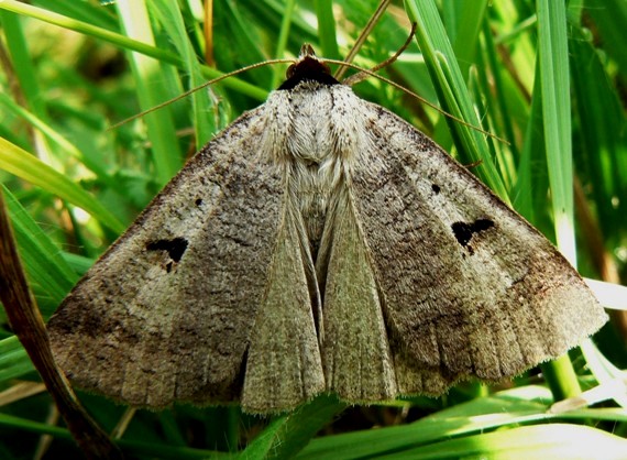 morica kozincová Lygephila pastinum Treitschke, 1826