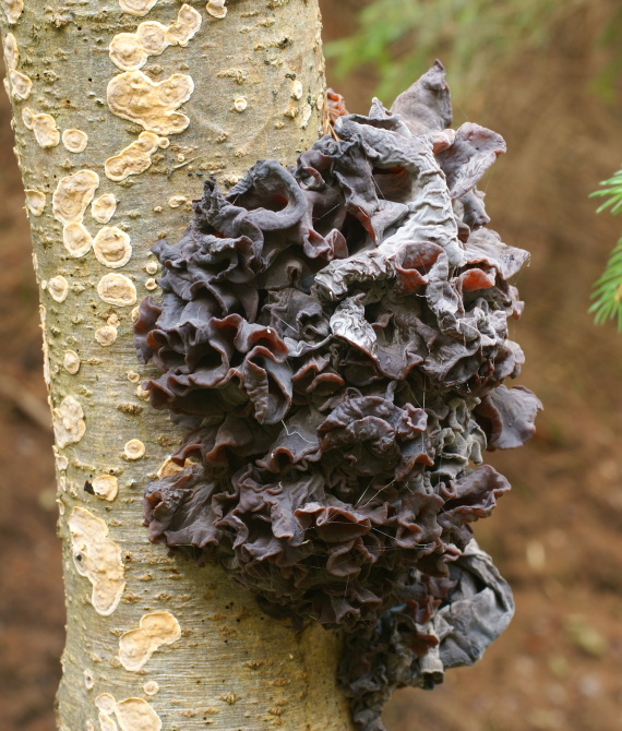 rôsolovka Phaeotremella frondosa (Fr.) Spirin & V. Malysheva