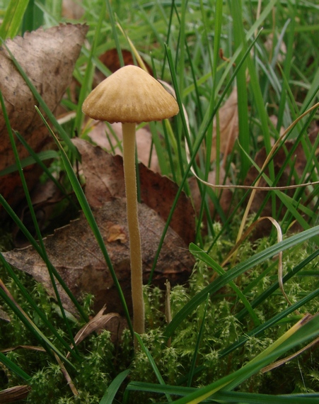 drobuľka hnedosivá Psathyrella spadiceogrisea (Schaeff.) Maire