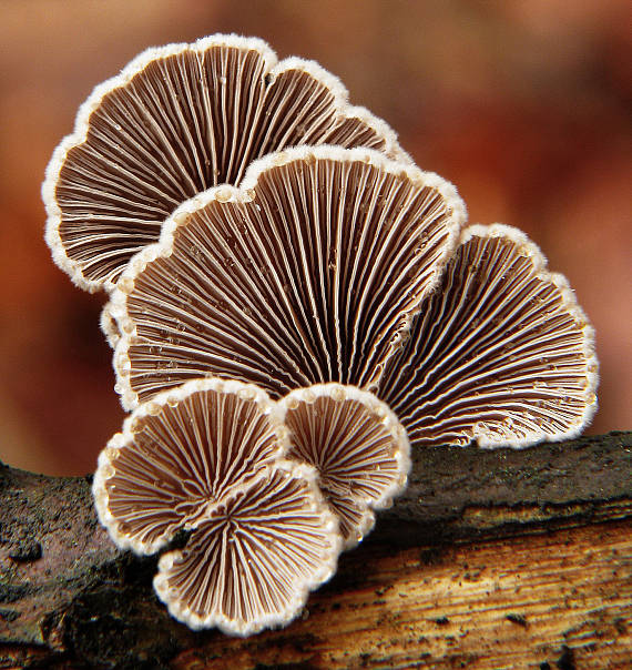 klanolupeňovka obyčajná Schizophyllum commune Fr.