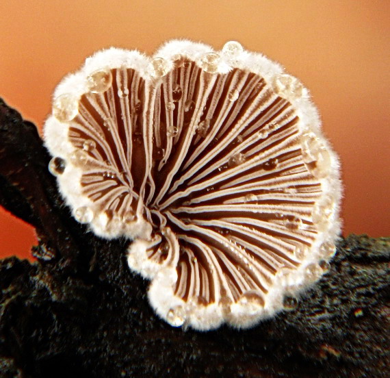 klanolupeňovka obyčajná Schizophyllum commune Fr.